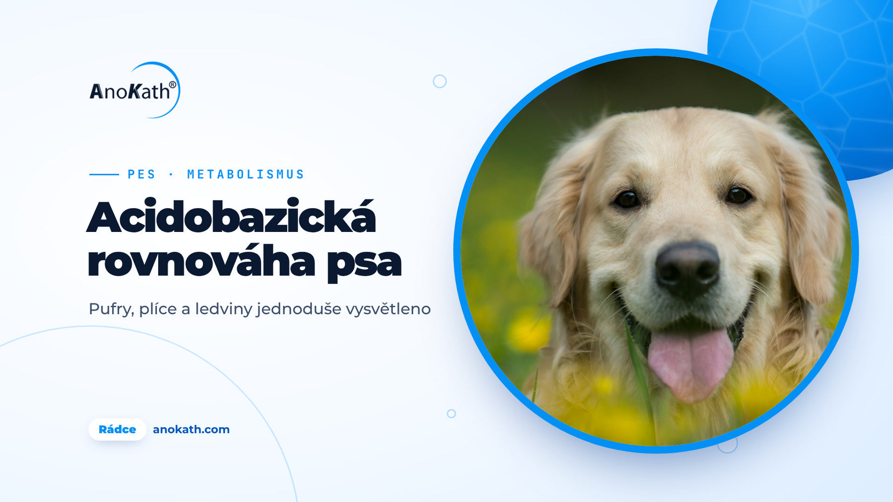 Veselý zlatý retrívr leží na louce se žlutými květy, titulní obrázek rádce o acidobazické rovnováze u psa