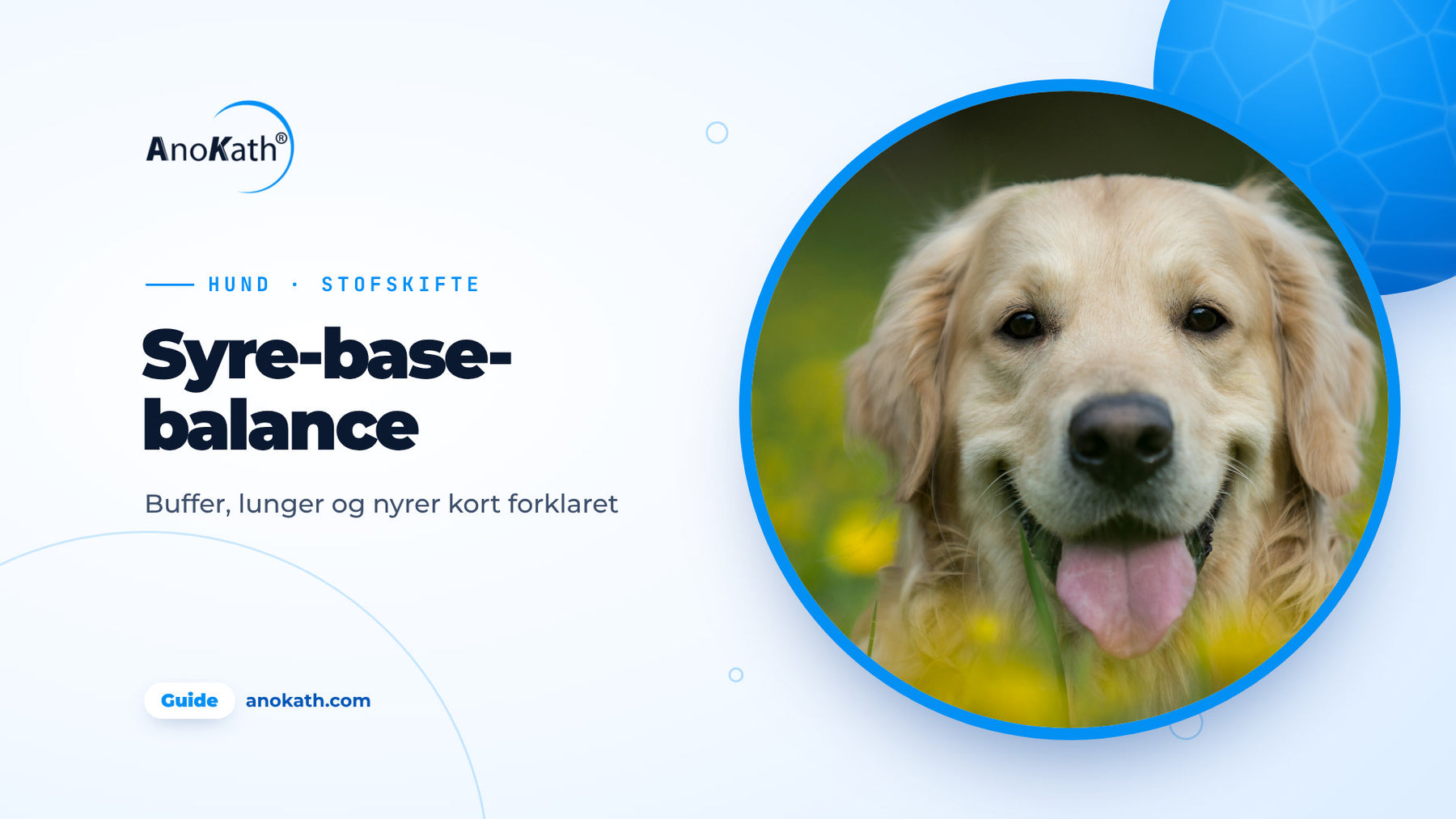 Glad golden retriever ligger i en eng med gule blomster, forsidebillede til guiden om syre-base-balance hos hunden