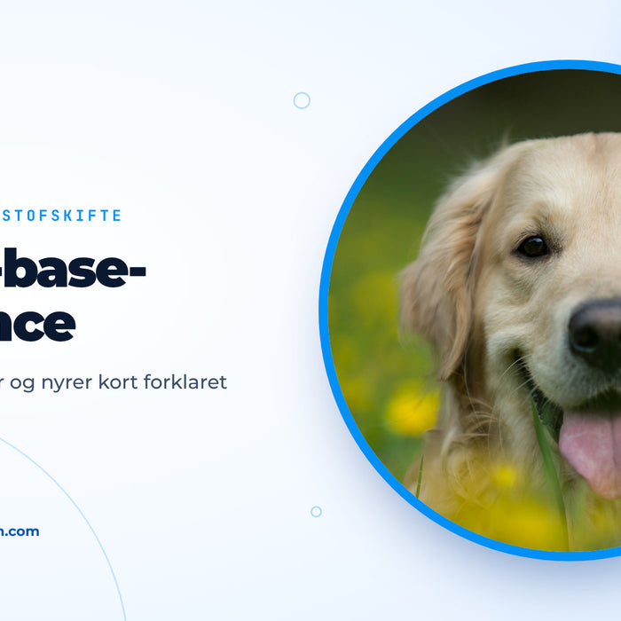Glad golden retriever ligger i en eng med gule blomster, forsidebillede til guiden om syre-base-balance hos hunden