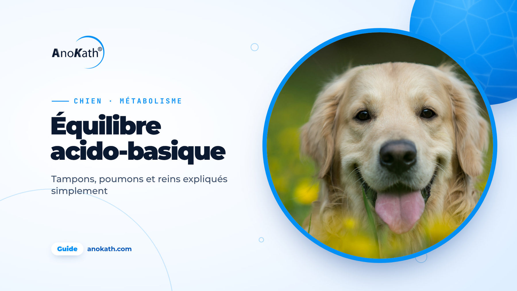 Golden retriever joyeux couché dans une prairie de fleurs jaunes, image de couverture du guide sur l’équilibre acido-basique du chien