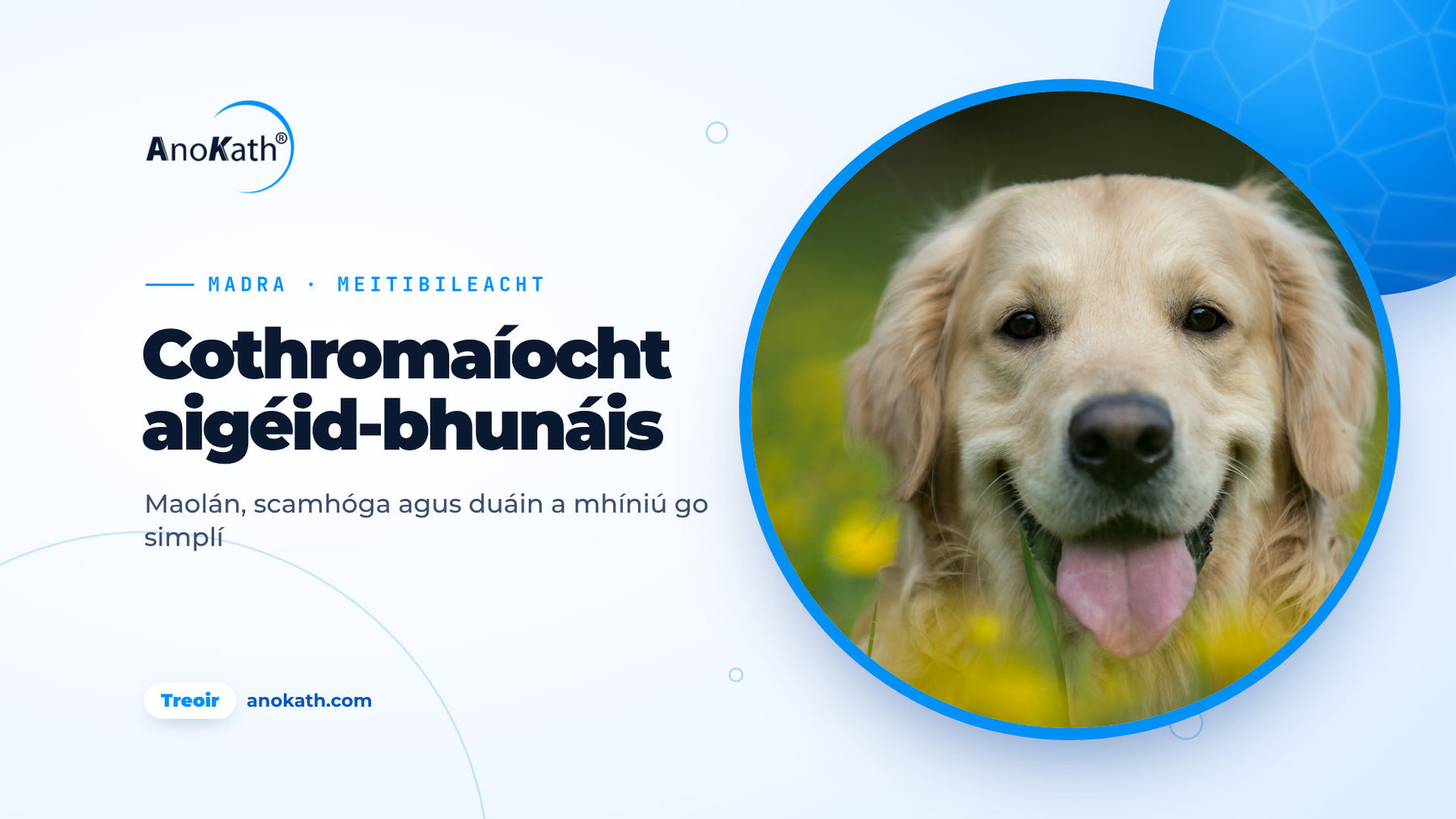 Madra órga sásta ina luí i bhfaiche le bláthanna buí, íomhá chlúdaigh don treoir ar chothromaíocht aigéid-bhunáis i madra