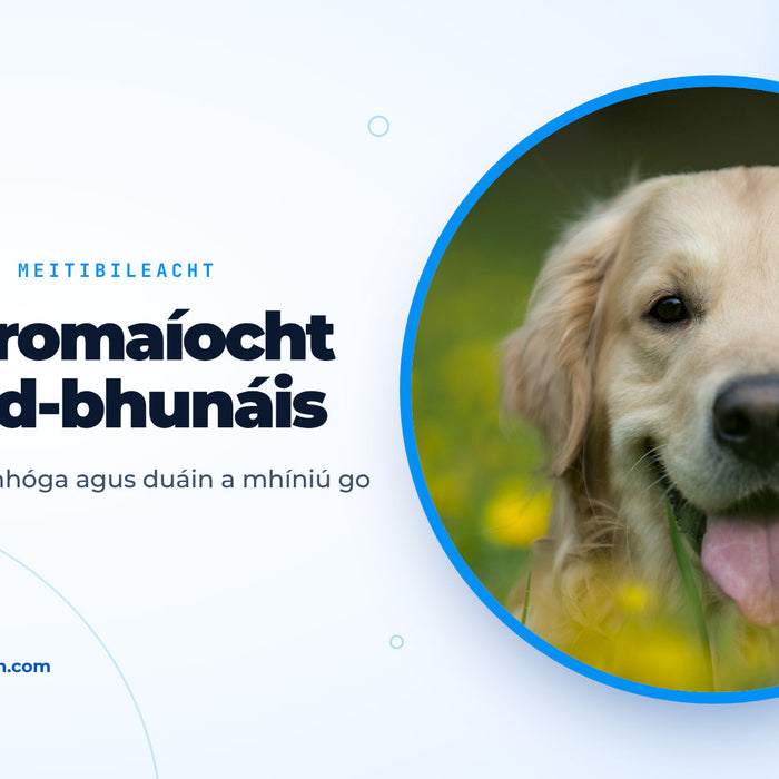 Madra órga sásta ina luí i bhfaiche le bláthanna buí, íomhá chlúdaigh don treoir ar chothromaíocht aigéid-bhunáis i madra
