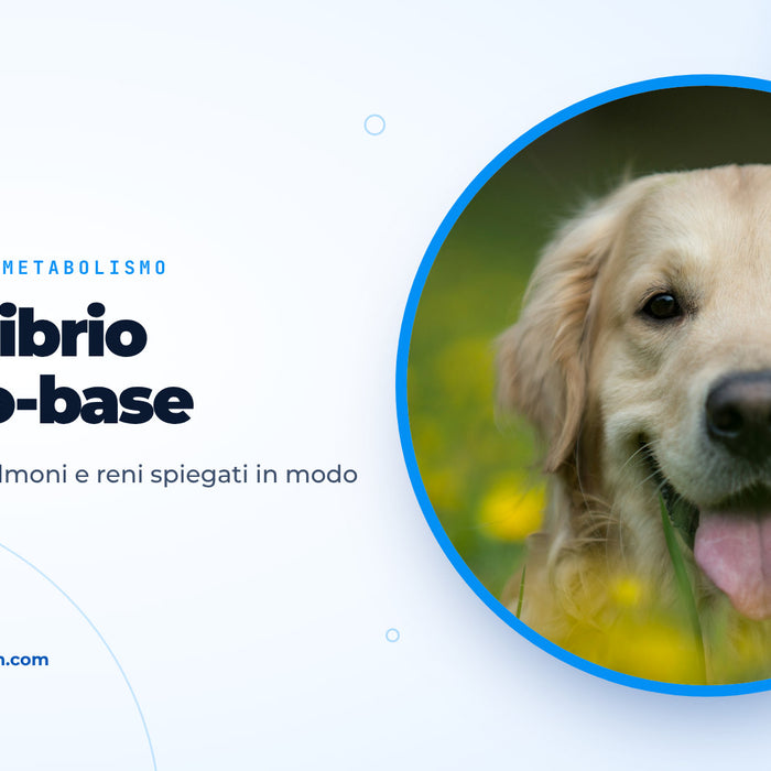 Golden Retriever felice sdraiato in un prato con fiori gialli, immagine di copertina della guida sull’equilibrio acido-base nel cane