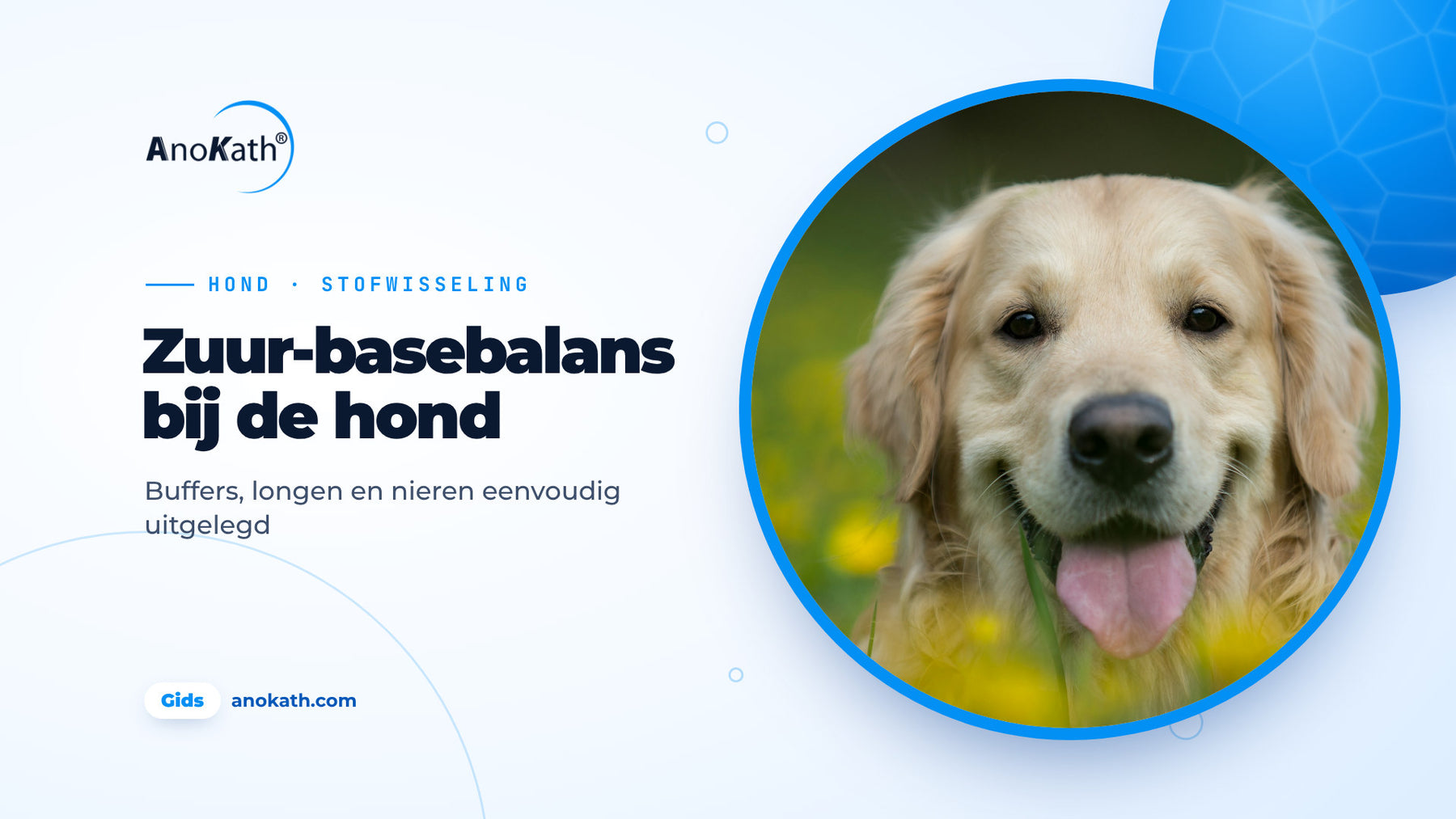 Vrolijke golden retriever ligt in een wei met gele bloemen, omslagafbeelding bij de gids over de zuur-basebalans bij de hond