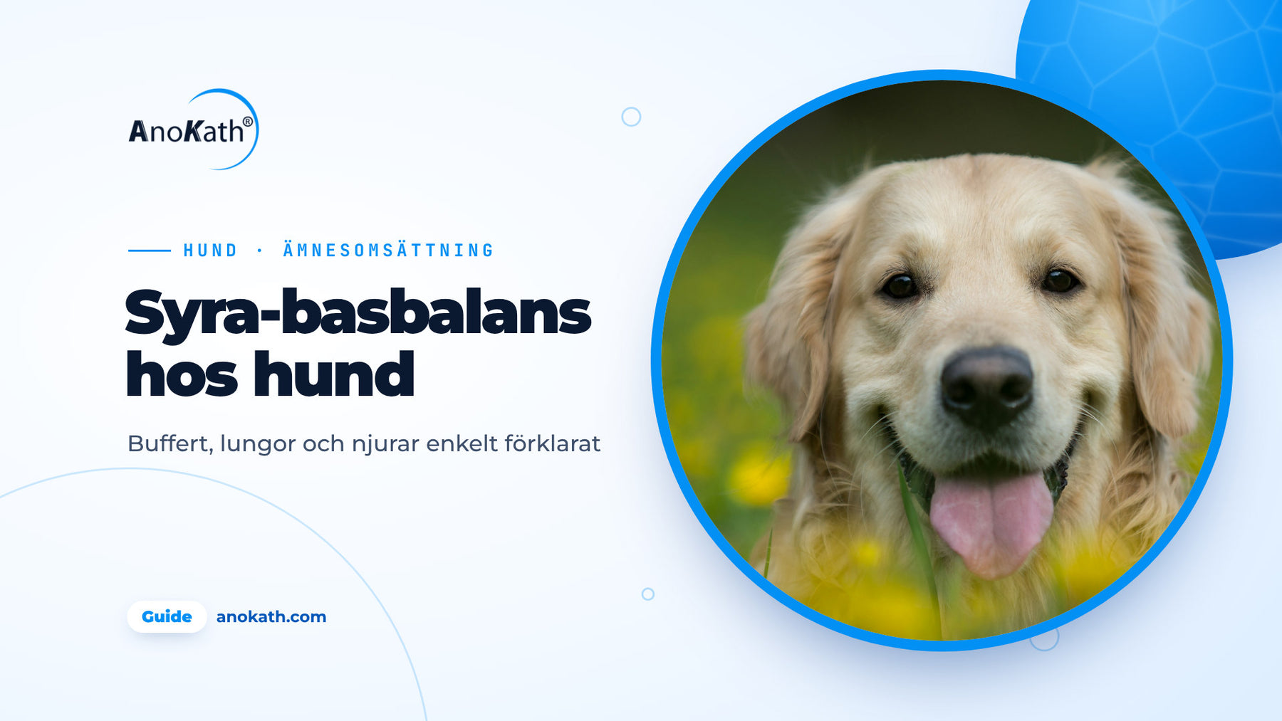Glad golden retriever ligger i en äng med gula blommor, omslagsbild till guiden om syra-basbalans hos hund