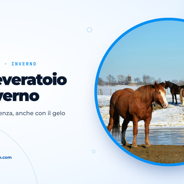 Cavalli in un pascolo innevato accanto a un punto d’acqua in parte ghiacciato, immagine di copertina della guida sull’abbeveratoio in inverno