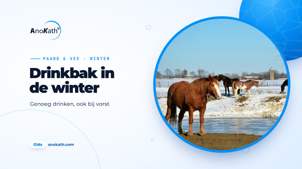 Paarden op een besneeuwde weide naast een deels dichtgevroren drinkplaats, omslagafbeelding bij de gids over de drinkbak in de winter