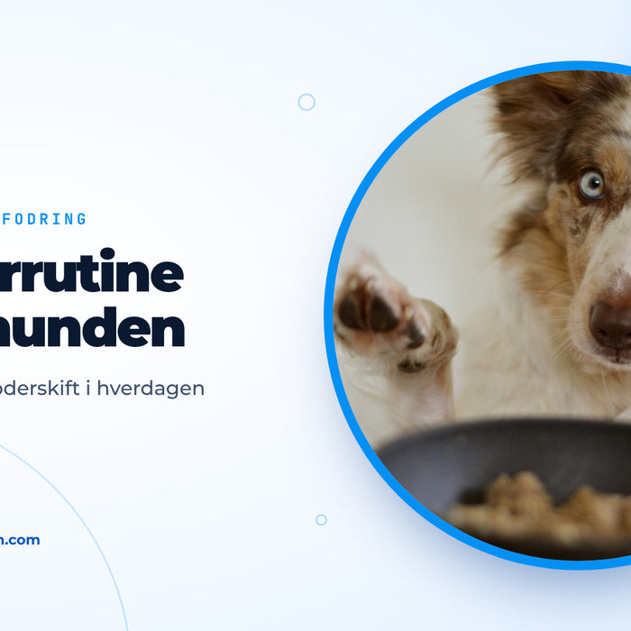 Hund med blå øjne løfter poten foran en fyldt foderskål, forsidebillede til guiden om at fodre hund