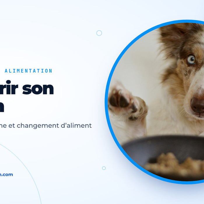 Chien aux yeux bleus levant la patte devant une gamelle pleine, image de couverture du guide pour nourrir son chien