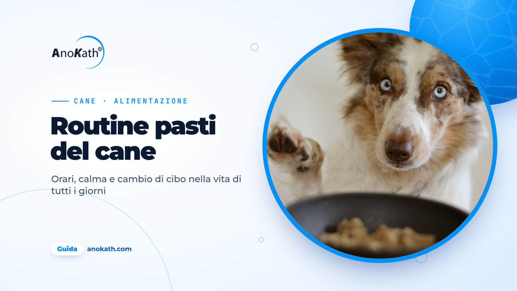 Cane dagli occhi azzurri alza la zampa davanti a una ciotola piena, immagine di copertina della guida su quante volte nutrire il cane