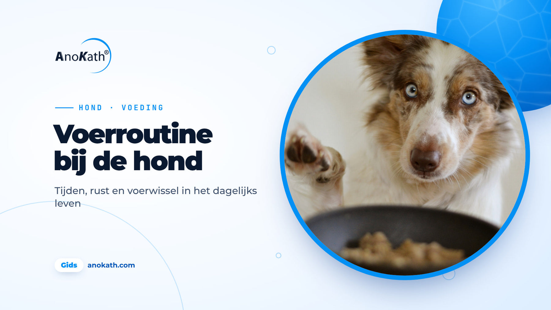 Hond met blauwe ogen tilt een poot op voor een gevulde voerbak, omslagafbeelding bij de gids over hond voeren