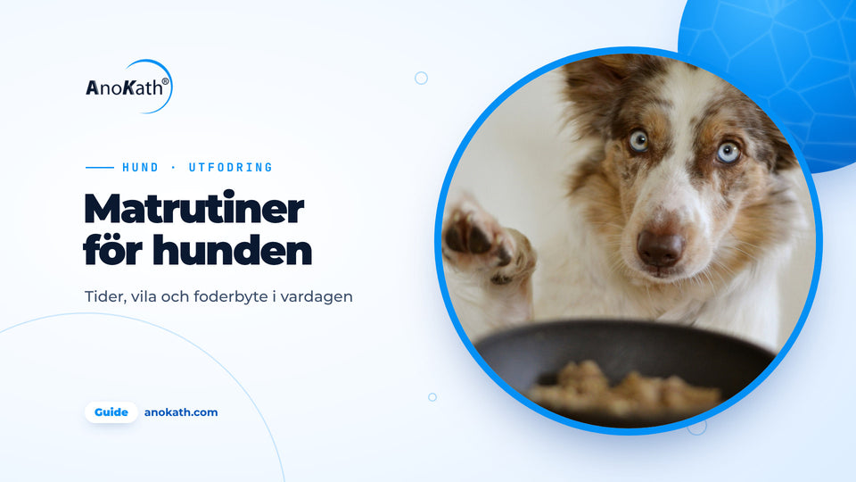 Hund med blå ögon lyfter tassen framför en fylld matskål, omslagsbild till guiden om att mata hund