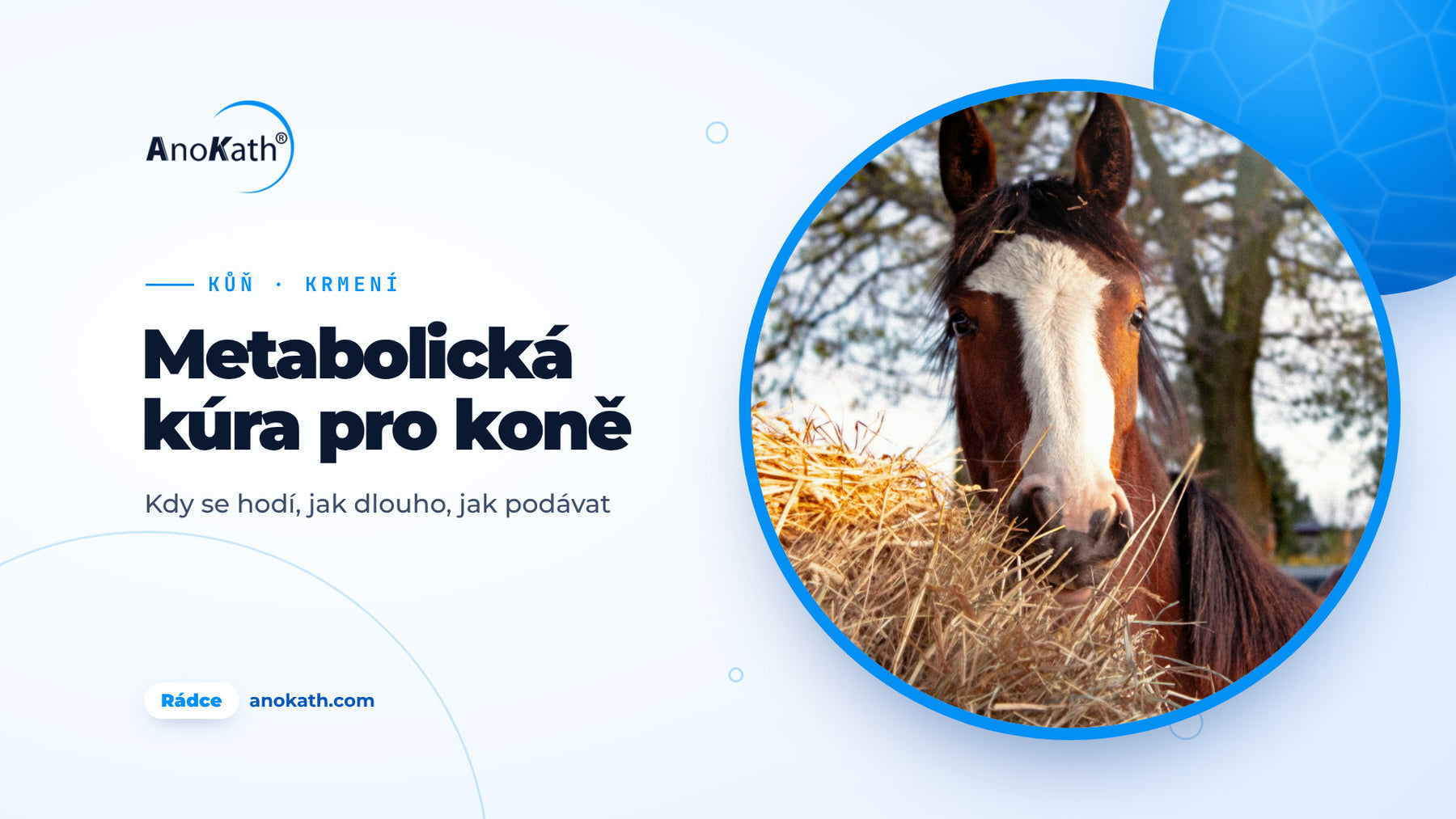 Hnědý kůň s bílou lysinou žere seno, titulní obrázek rádce o metabolické kúře pro koně