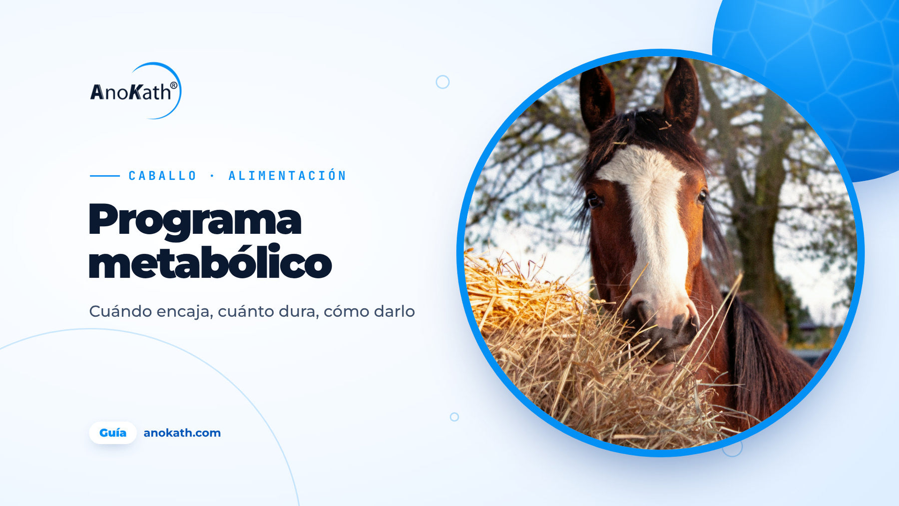 Caballo marrón con una estrella blanca en la frente comiendo heno, imagen de portada de la guía sobre el programa metabólico para caballos