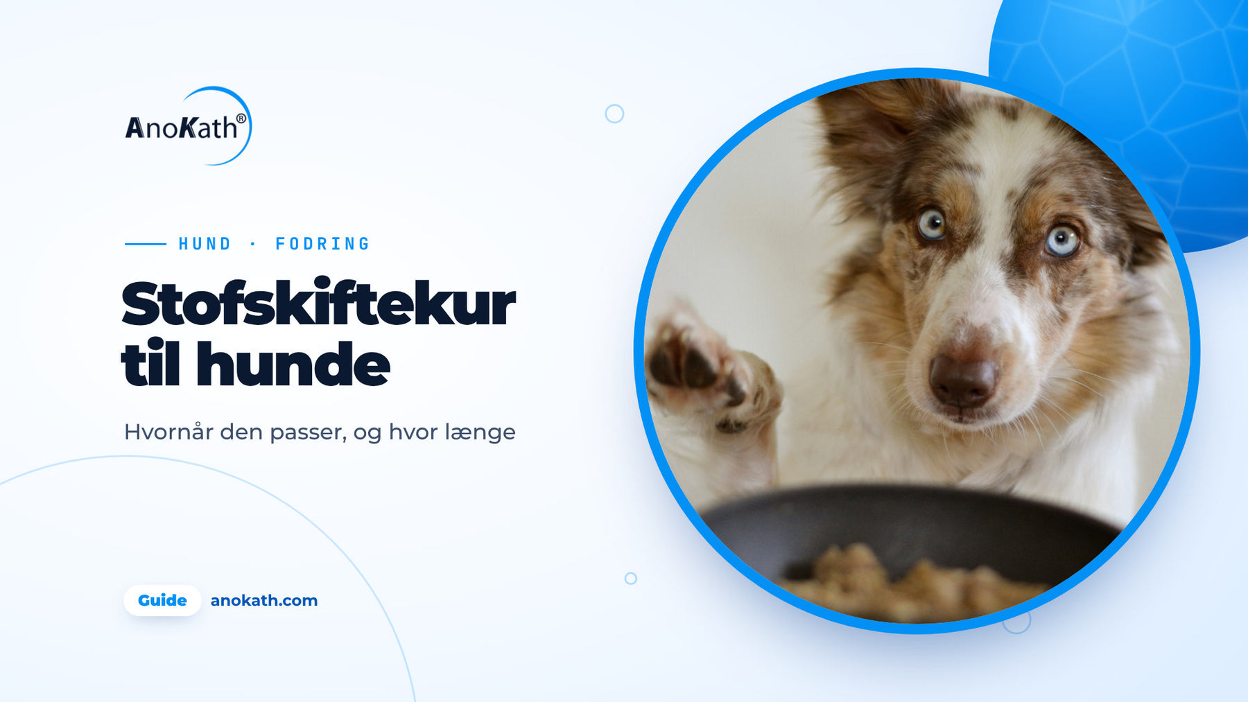Border collie med blå øjne løfter poten ved siden af sin foderskål, forsidebillede til guiden om stofskiftekur hund