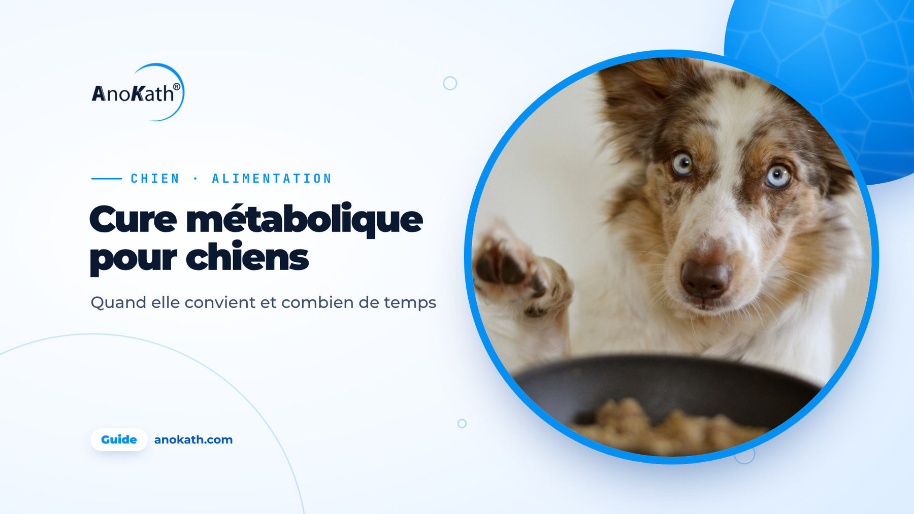 Border collie aux yeux bleus levant la patte à côté de sa gamelle, image de couverture du guide sur la cure métabolique du chien
