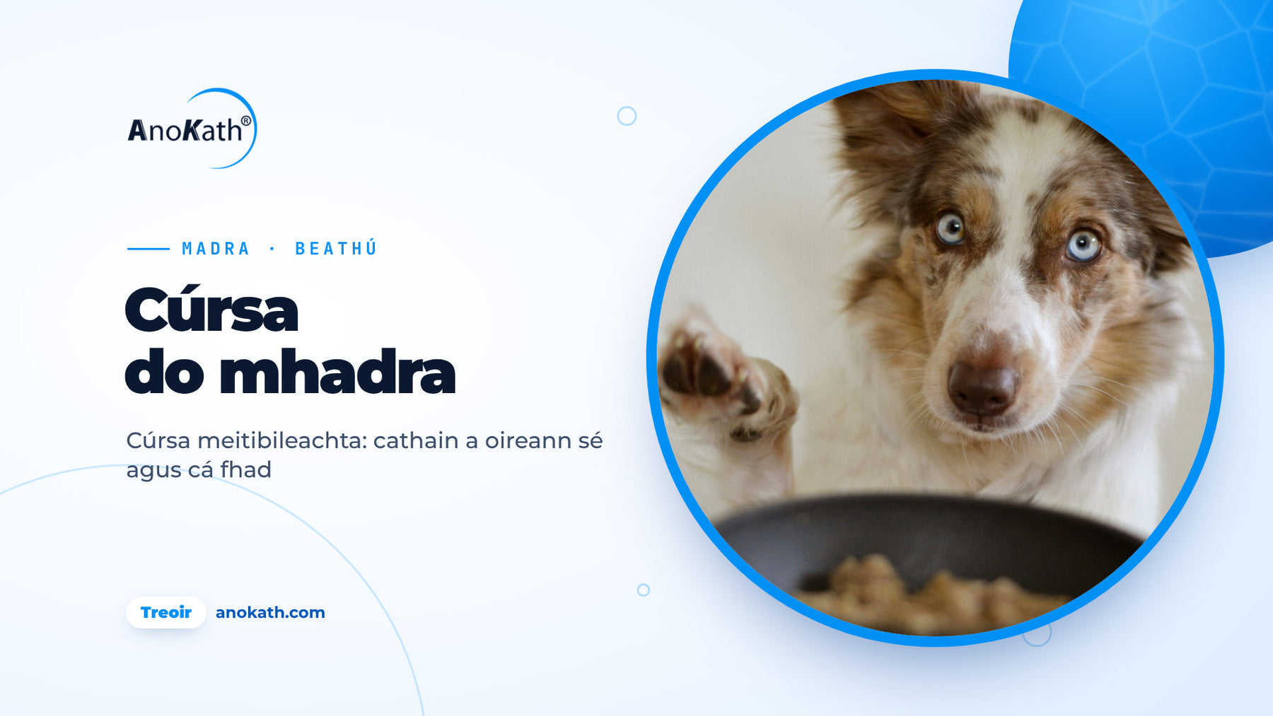 Border Collie le súile gorma ag ardú a lapa in aice lena bhabhla bia, íomhá chlúdaigh don treoir ar chúrsa meitibileachta do mhadra