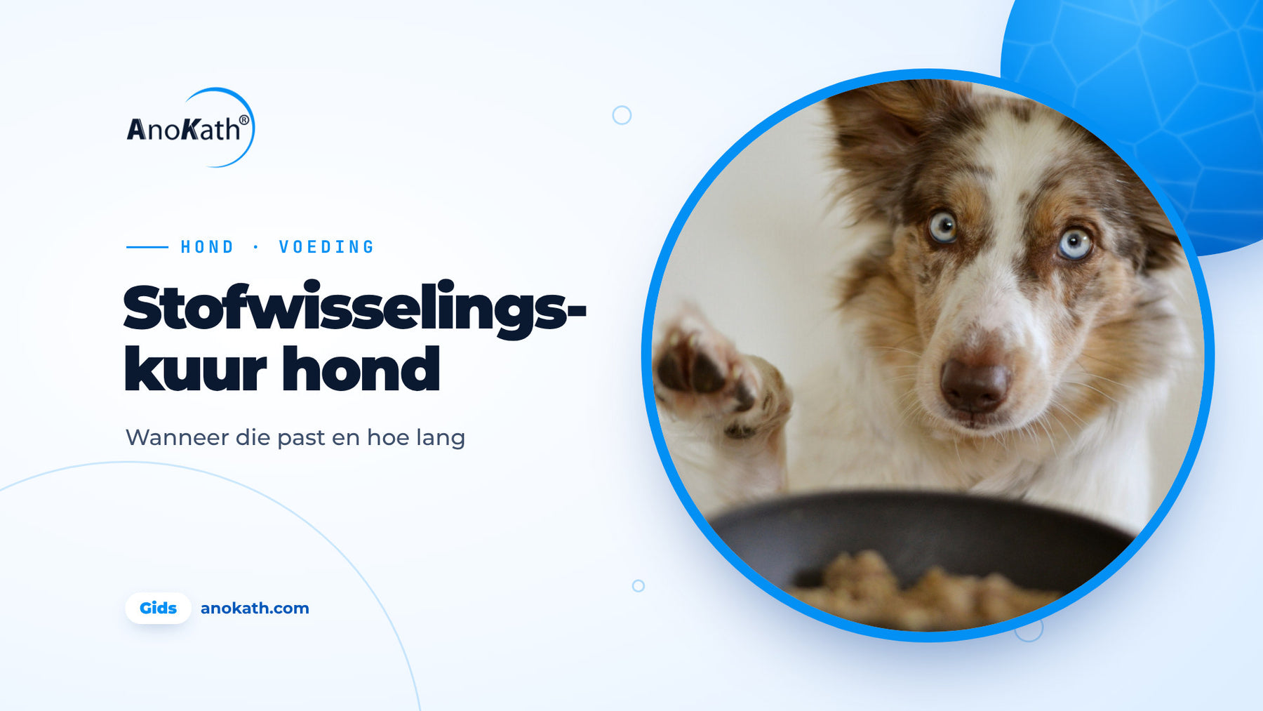 Border collie met blauwe ogen tilt een poot op naast zijn voerbak, omslagafbeelding bij de gids over de stofwisselingskuur voor honden