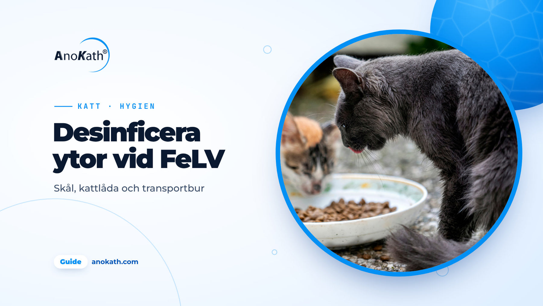 Grå katt och kattunge äter ur en gemensam skål, omslagsbild till guiden om FeLV och ytdesinfektion