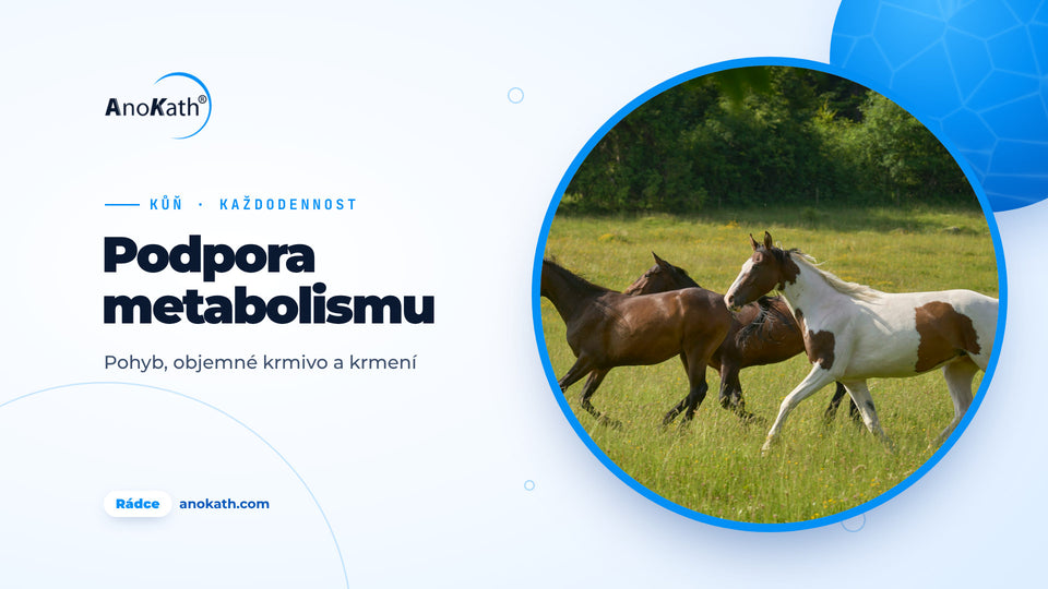 Tři koně cválají po slunné pastvině, titulní obrázek rádce o podpoře metabolismu koně