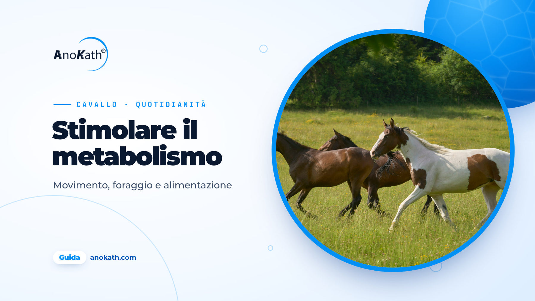 Tre cavalli al galoppo su un paddock soleggiato, immagine di copertina della guida su come stimolare il metabolismo del cavallo