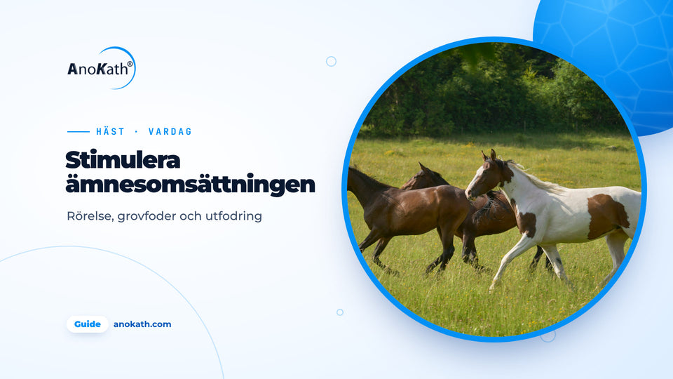 Tre hästar galopperar över en solig hage, omslagsbild till guiden om att sätta fart på ämnesomsättningen hos häst