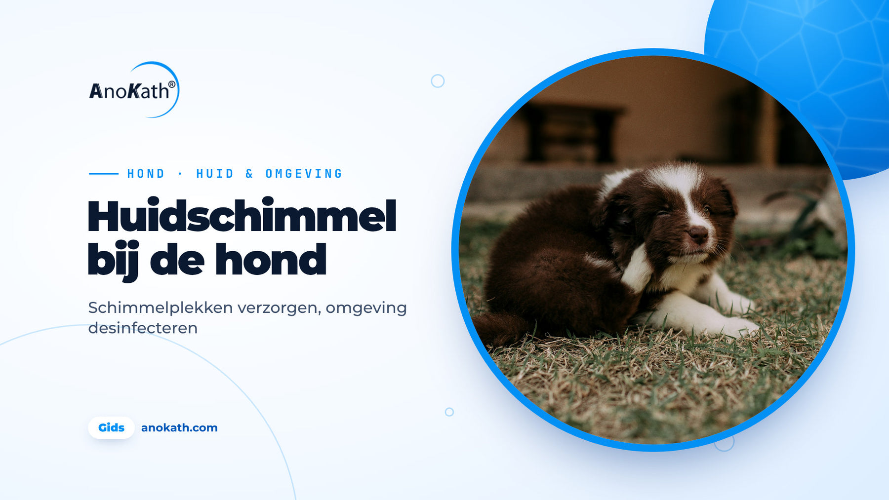 Bruin-witte pup krabt zich in het gras aan het oor, omslagafbeelding bij de gids over huidschimmel bij de hond