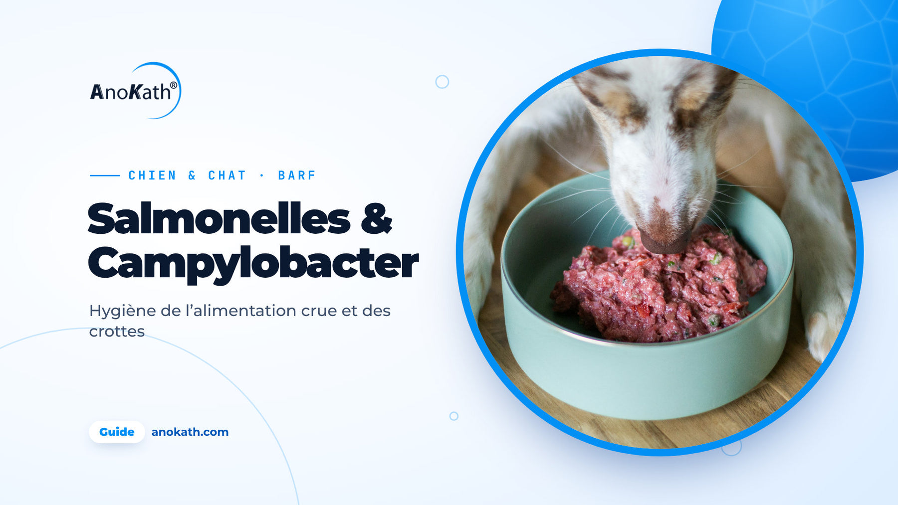 Chien mangeant de la viande crue dans une gamelle turquoise, image de couverture du guide sur les salmonelles et Campylobacter chez le chien et le chat