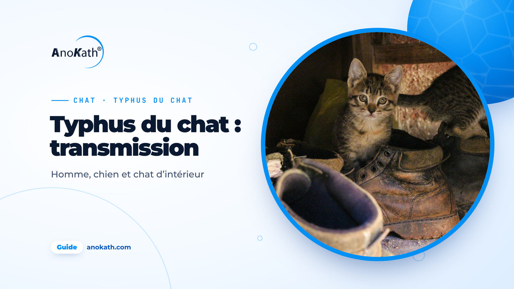 Chaton tigré entre de vieilles chaussures de ville et des bottes dans l’entrée, image de couverture du guide sur le typhus du chat et sa transmission