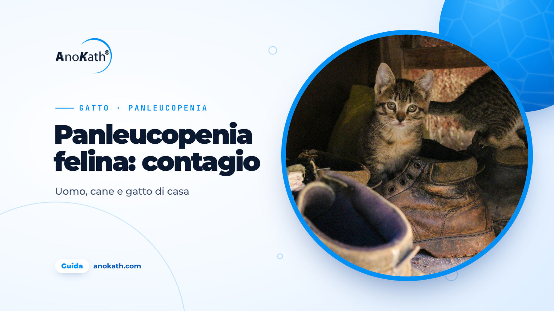 Gattino tigrato tra vecchie scarpe da strada e stivali nel corridoio, immagine di copertina della guida sulla panleucopenia felina e il contagio