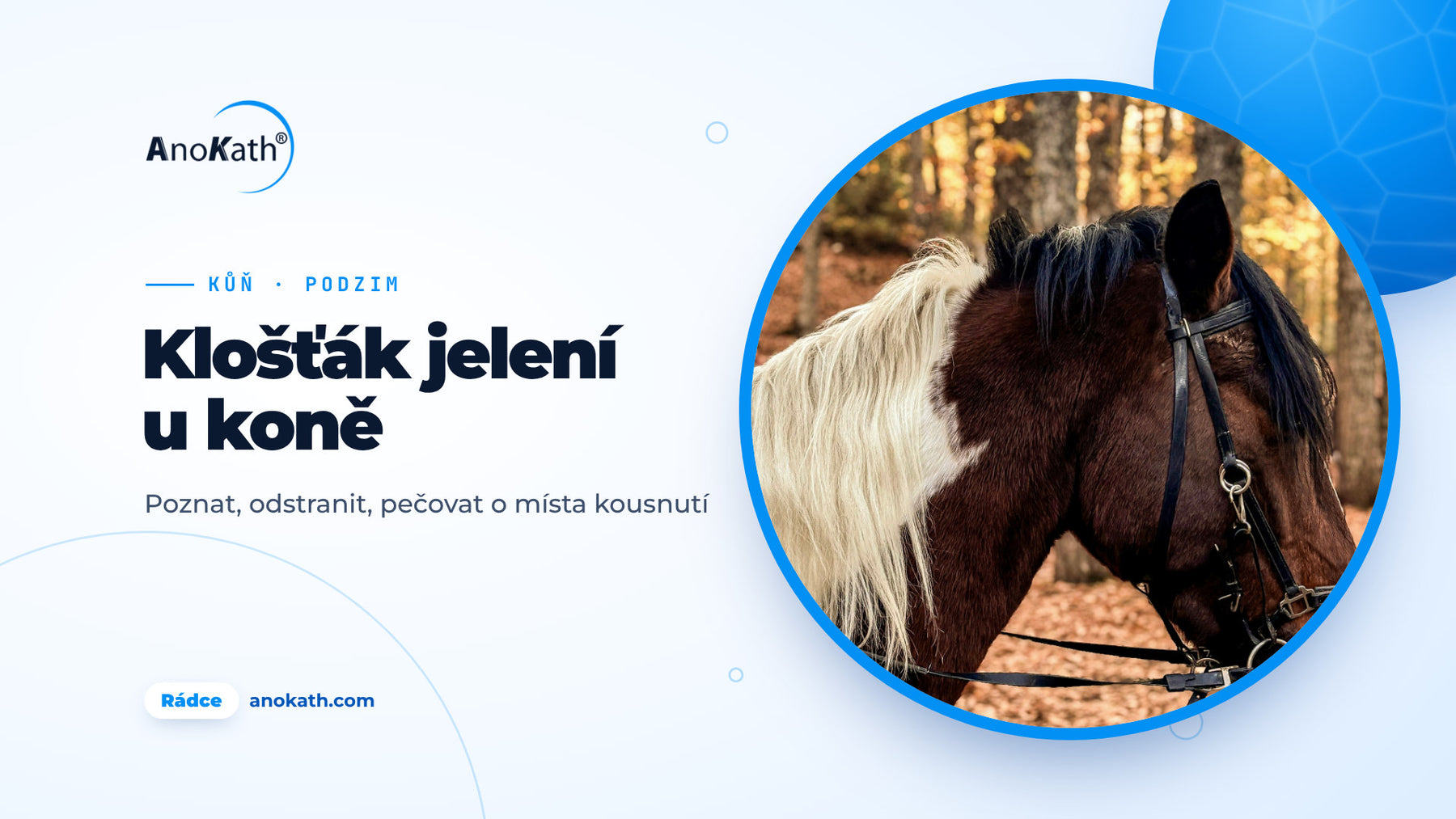 Hnědobíle strakatý kůň se světlou hřívou v podzimním lese, titulní obrázek rádce o klošťákovi jelením u koně
