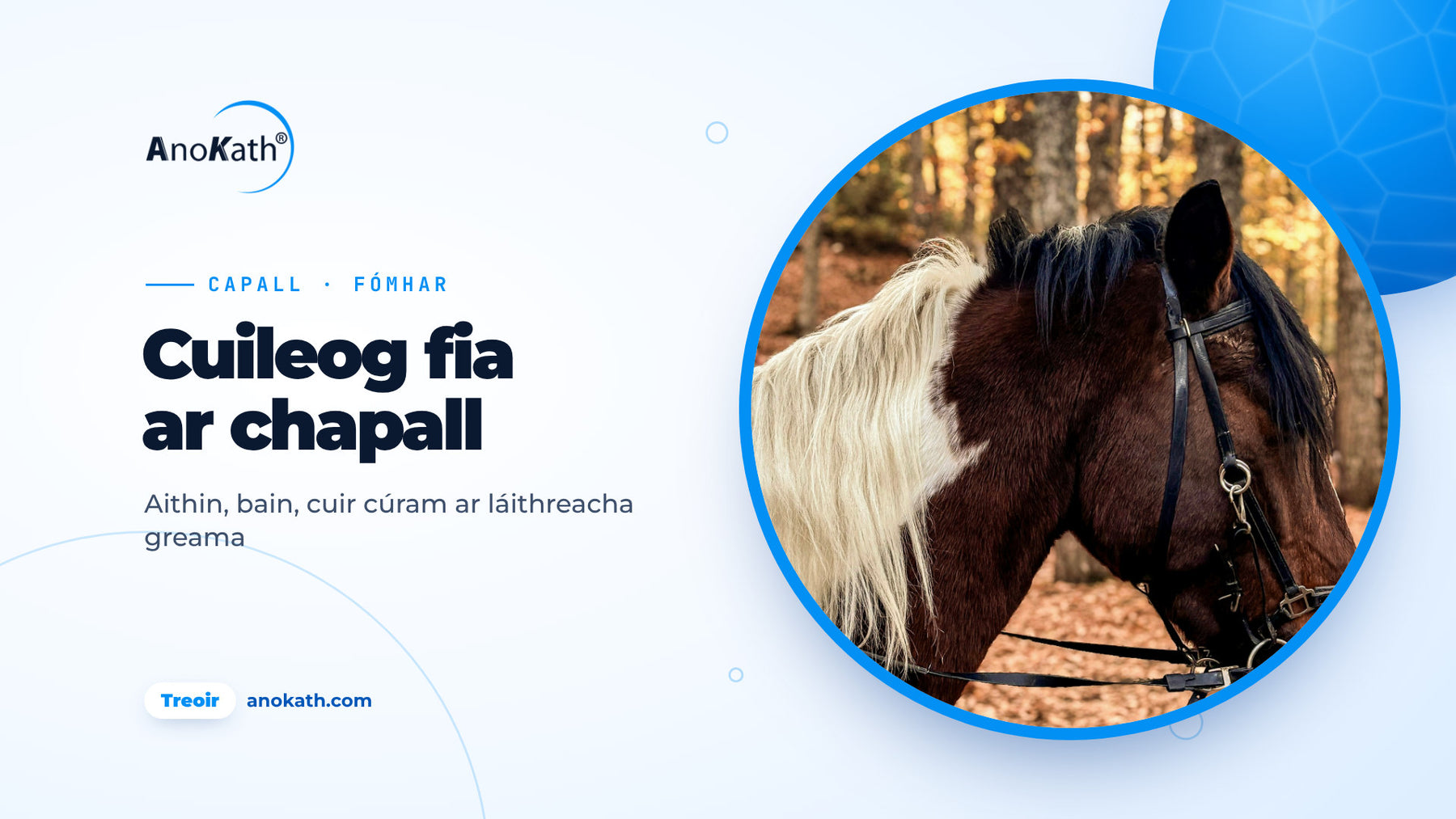 Capall breac donn agus bán le mong éadrom i gcoill fhómhair, íomhá chlúdaigh don treoir ar chuileog fia ar chapall