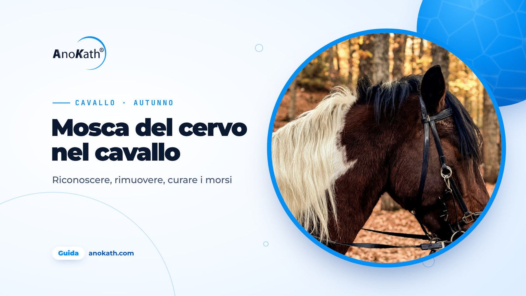 Cavallo pezzato marrone e bianco con criniera chiara nel bosco d’autunno, immagine di copertina della guida sulla mosca del cervo nel cavallo