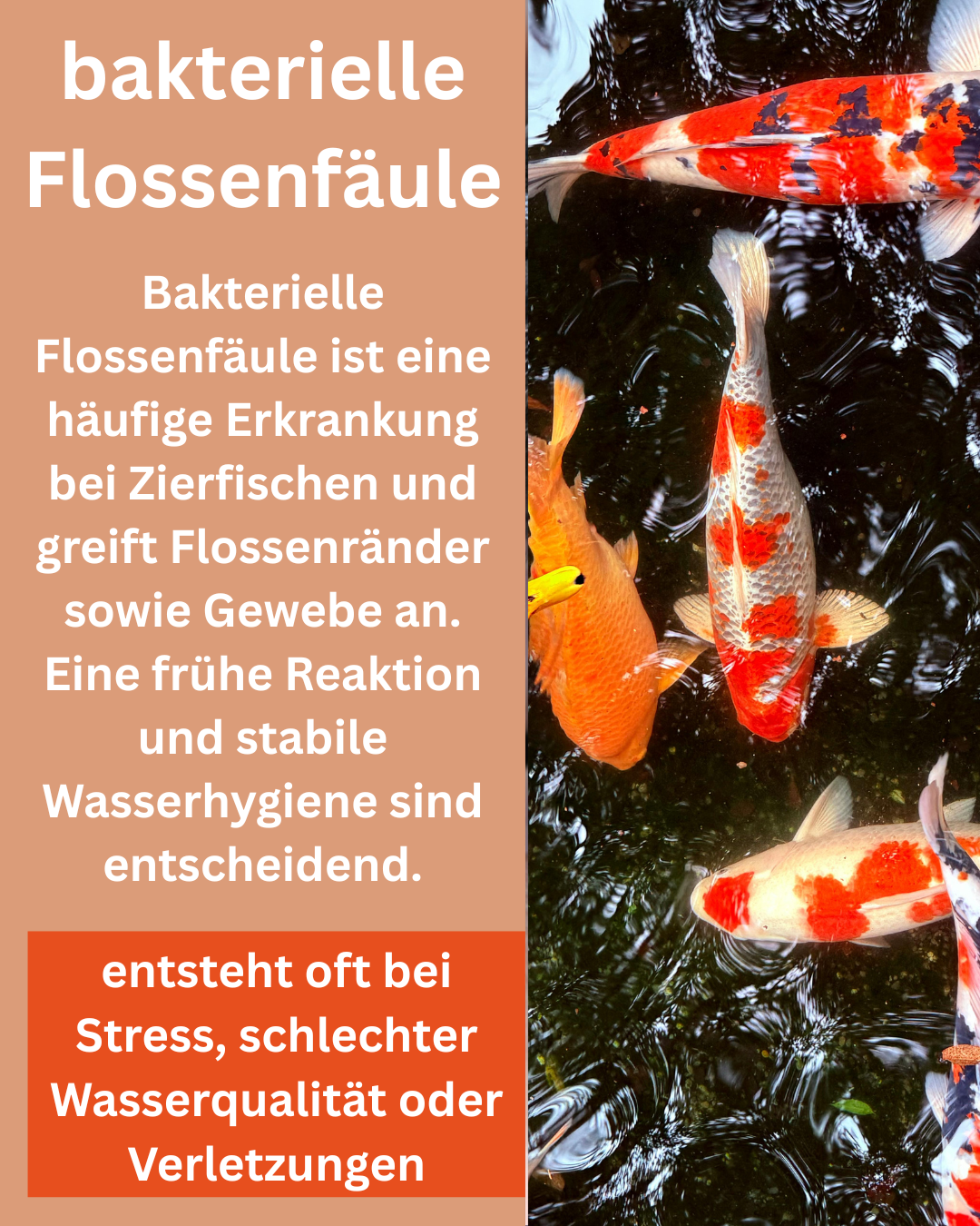 bakterielle Flossenfäule