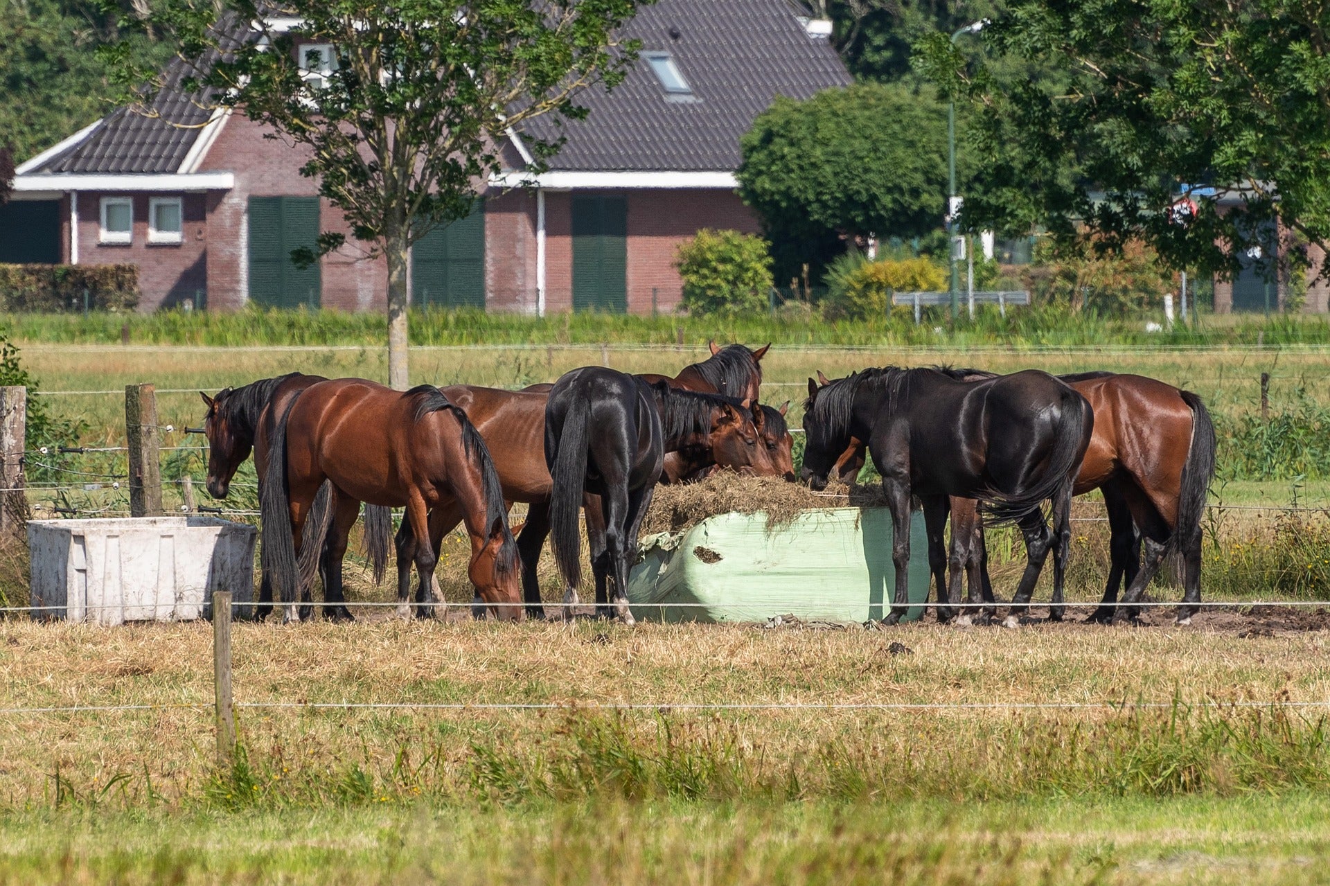 Heu Besprühen gegen Staub