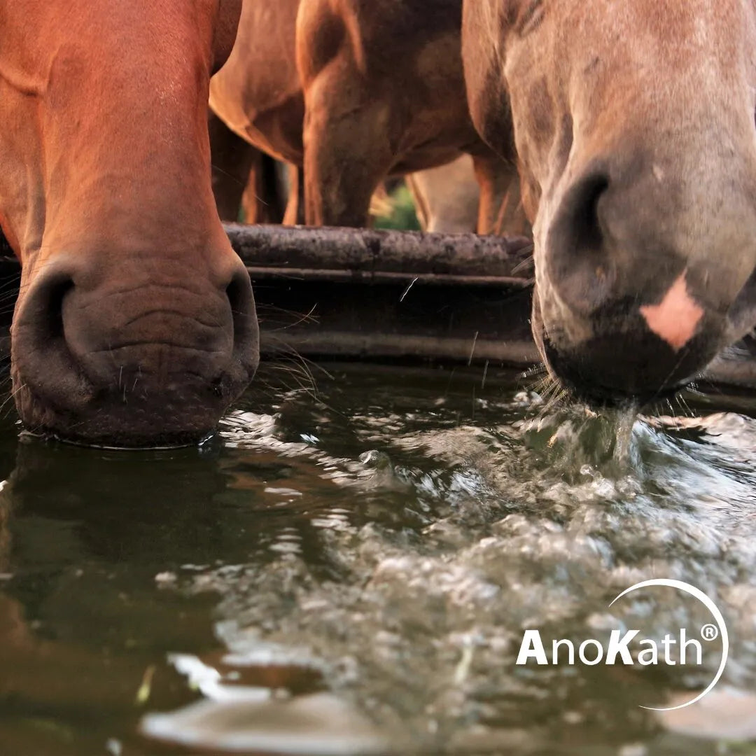 Wasser für Pferde aufbereiten