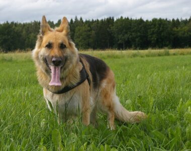 Bauchspeicheldrüsenentzündung Hund, Hundekrankheit